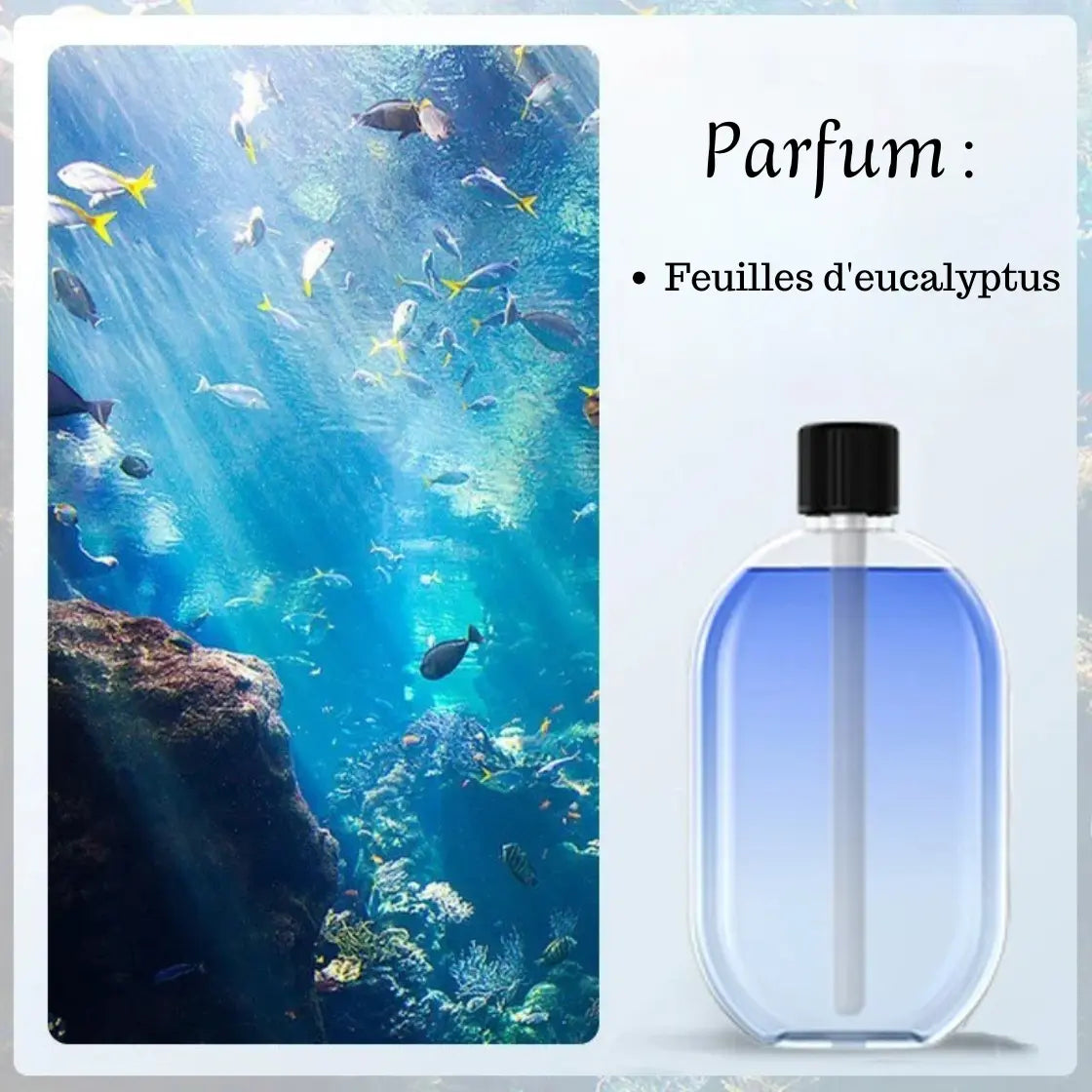 Huiles-Essentielles-Parfum-Elegant-feuilles d'eucalyptus-et-Purification-Domestique-Rester-En-Sante